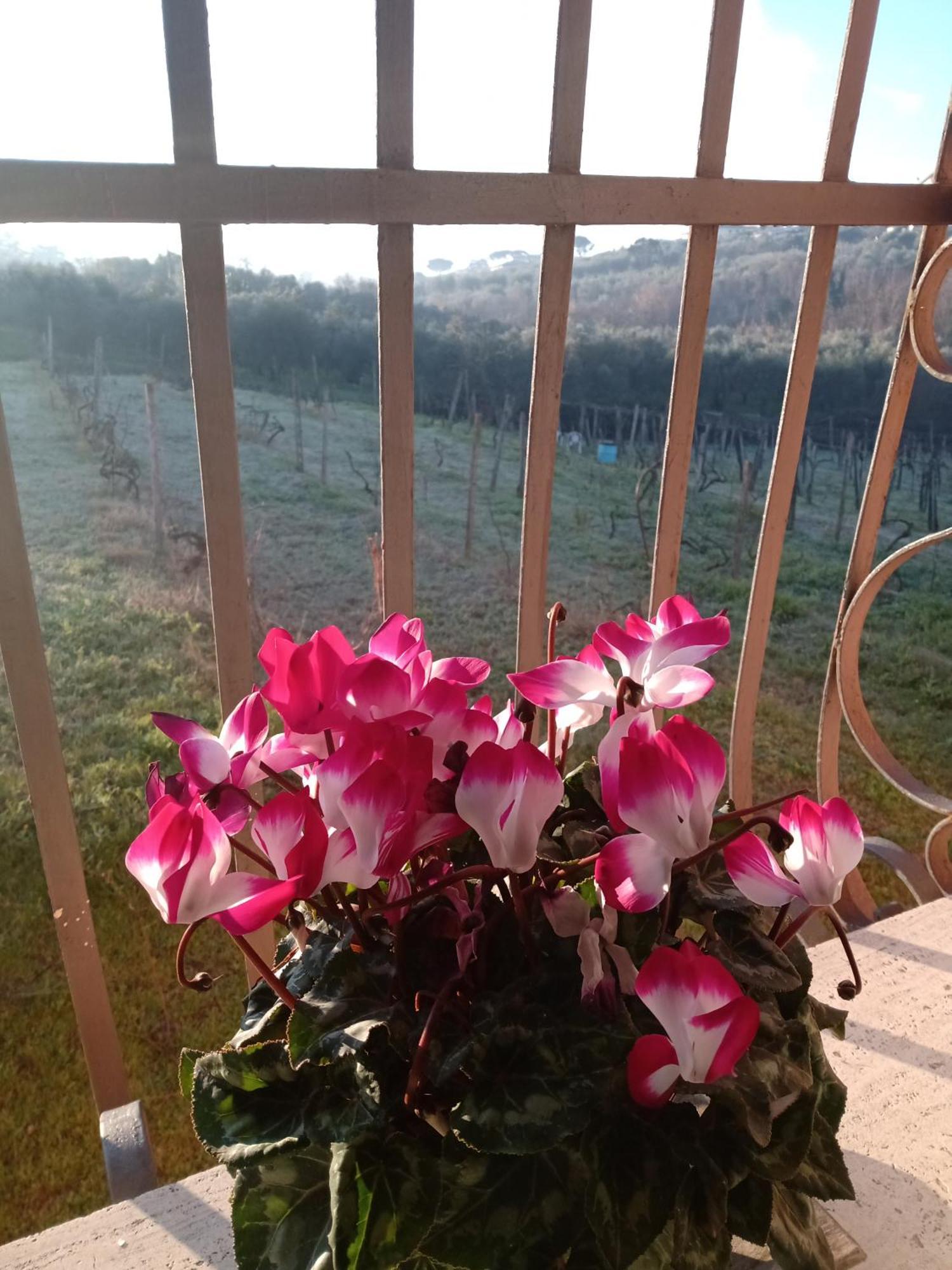 Poggio Agli Ulivi Villa Frascati Eksteriør billede