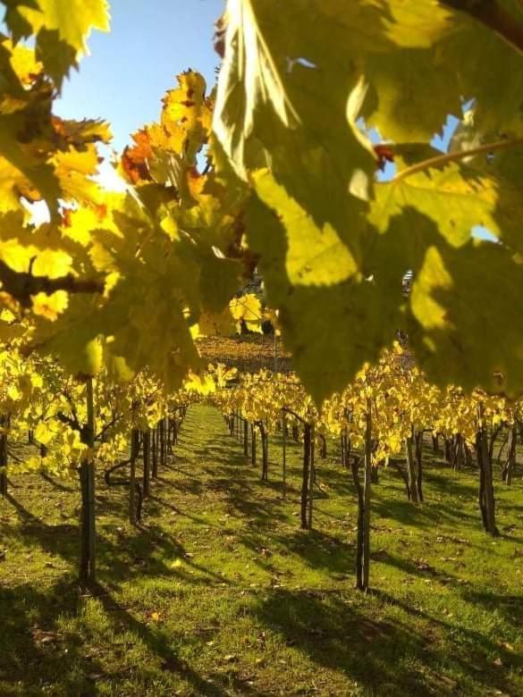 Poggio Agli Ulivi Villa Frascati Eksteriør billede