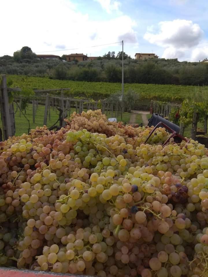 Poggio Agli Ulivi Villa Frascati Eksteriør billede